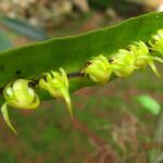 Bulbophyllum renkinianum Kwiat