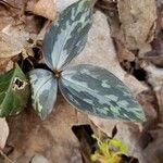 Trillium sessile 叶