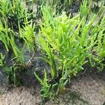 Salicornia europaea ഇല