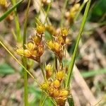 Juncus tenuis Fruit