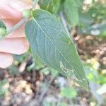 Struchium sparganophorum Leaf
