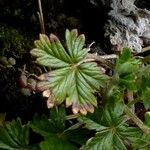 Potentilla neglecta Frunză