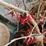 Hamamelis × intermedia Flower