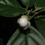 Besleria triflora