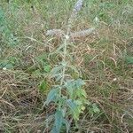 Mentha longifolia Folha