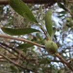 Elaeodendron transvaalense Fruit