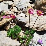 Ranunculus glacialis ফুল