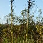 Gahnia novocaledonensis Hábito
