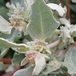 Atriplex laciniata Blatt