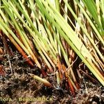 Cyperus laevigatus Hábito