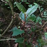 Begonia mannii Habitus