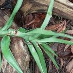 Bulbophyllum longiflorum Blatt
