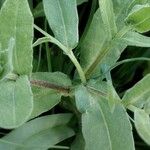 Calendula arvensisLeaf