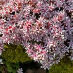 Sedum anglicumFlower