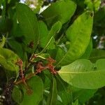 Ixora brachiata Leaf