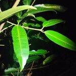 Calophyllum soulattri ഇല