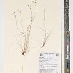Bulbostylis coleotricha Alia