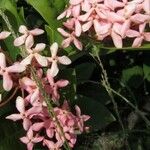Kopsia fruticosa Λουλούδι
