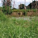 Phalaris arundinacea Habit