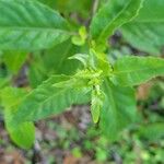 Gynura procumbens Folha