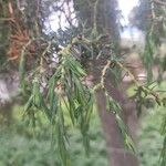 Juniperus cedrus 叶
