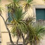 Cordyline australis Blad