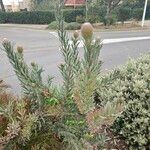 Leucospermum cordifolium Blatt