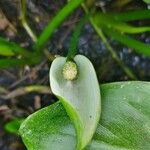 Heteranthera reniformis Floare