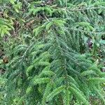 Picea orientalis Leht