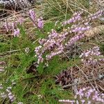 Calluna vulgarisKukka