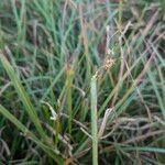 Carex oederi Habit