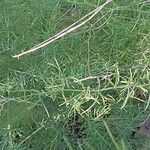 Asparagus verticillatus পাতা