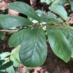 Asimina parviflora Leaf