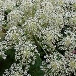 Laserpitium halleri Flower