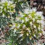 Echium brevirame Cvijet