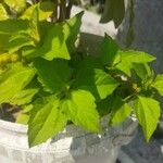 Chromolaena odorata Leht