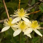 Clematis lasiantha Flor