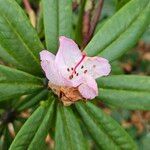 Rhododendron pachytrichum Λουλούδι