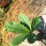 Potentilla aurea Deilen