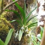 Jumellea triquetra Habitatea