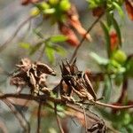 Hypericum lanceolatum Fruit