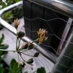 Nothoscordum gracile Flower