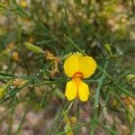 Jacksonia sternbergiana Flower