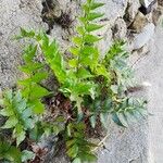 Cyrtomium falcatum 形態