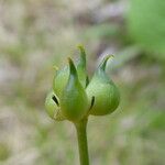 Ranunculus thora Fruto