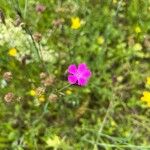 Dianthus carthusianorumBlüte