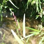 Persicaria minor Цвят