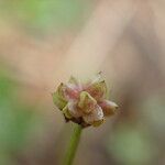 Baldellia ranunculoides Frutto