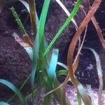 Zostera marina Folha