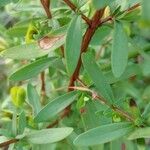 Hypericum hypericoides Листок